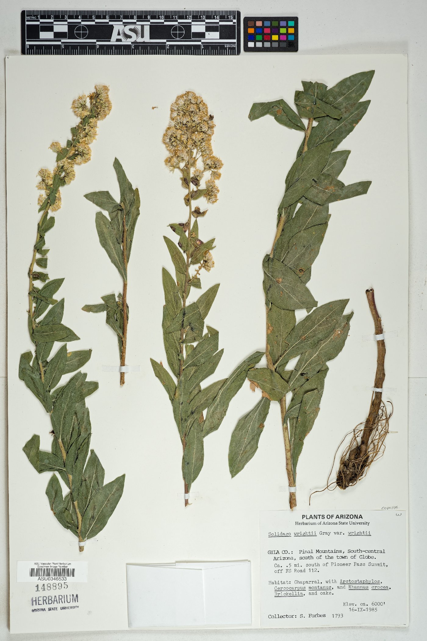 Solidago wrightii var. wrightii image