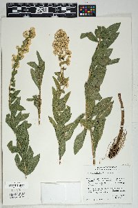 Solidago wrightii image