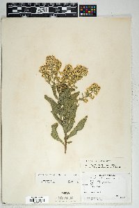 Solidago wrightii var. wrightii image