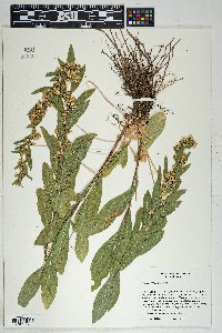 Solidago wrightii image