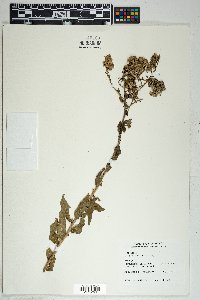 Solidago wrightii image