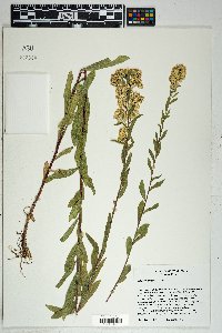 Solidago wrightii image