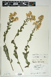 Solidago wrightii image