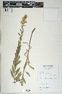 Solidago wrightii image