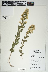 Solidago wrightii image