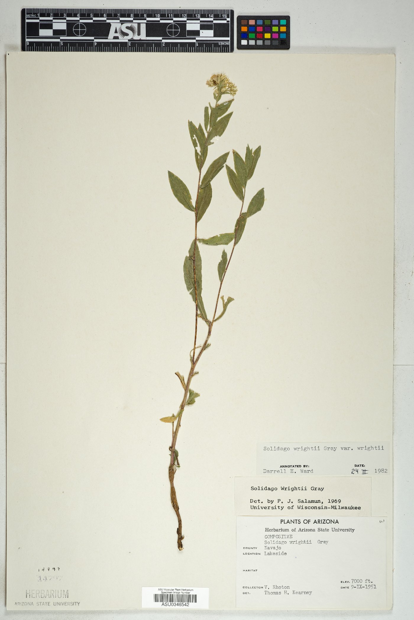 Solidago wrightii var. wrightii image