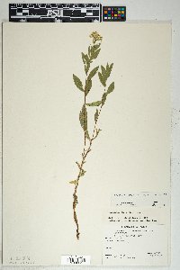 Solidago wrightii var. wrightii image