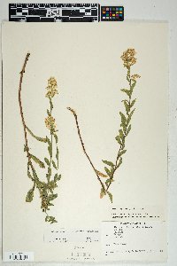 Solidago wrightii image