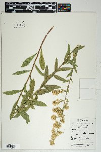 Solidago wrightii image