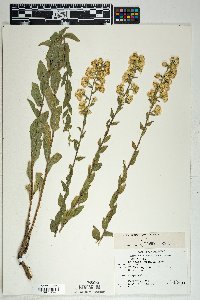 Solidago wrightii image