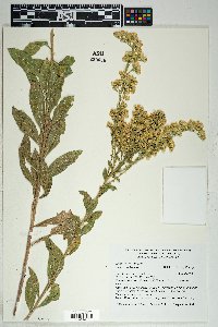 Solidago wrightii image