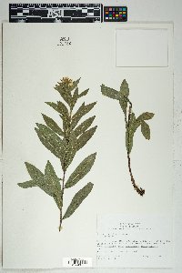 Solidago wrightii image