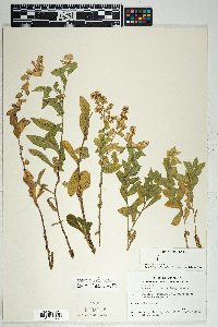 Solidago wrightii image