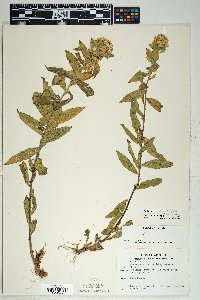 Solidago wrightii var. adenophora image