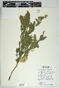 Solidago wrightii image