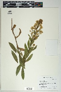 Solidago wrightii image