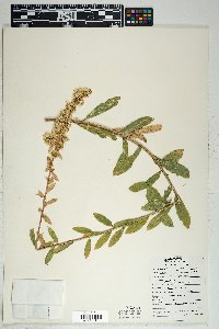 Solidago wrightii image