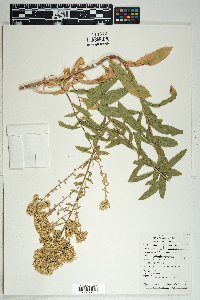 Solidago wrightii image