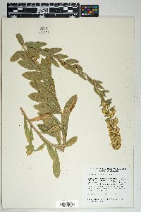 Solidago wrightii image