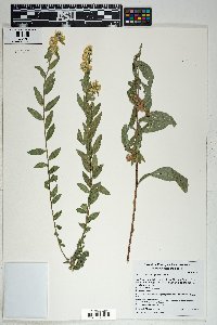 Solidago wrightii image