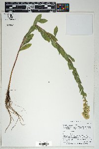 Solidago wrightii image