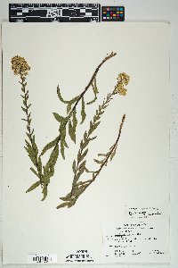 Solidago wrightii image