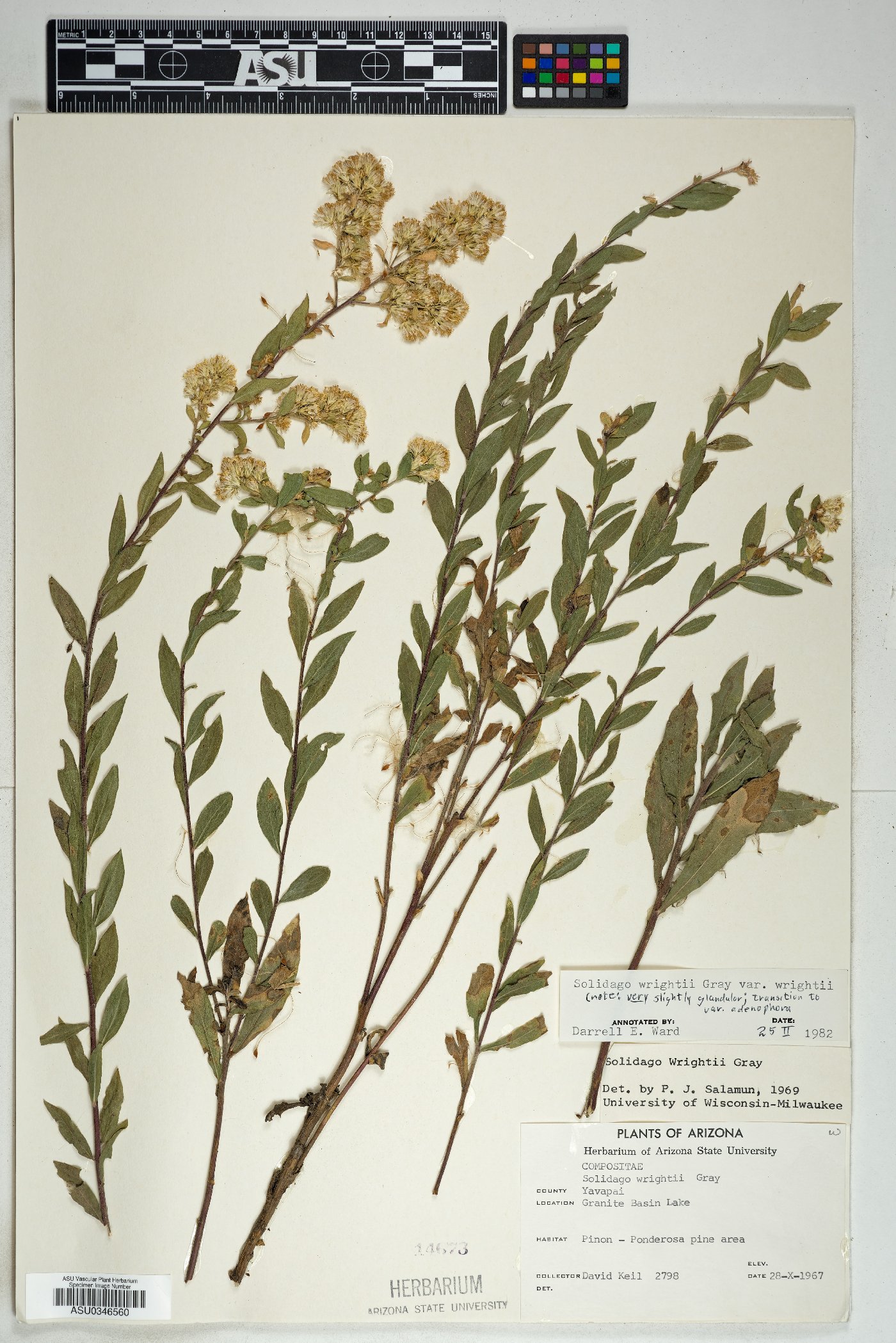 Solidago wrightii var. wrightii image