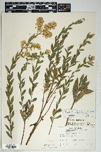 Solidago wrightii image