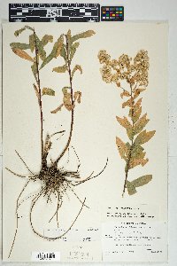 Solidago wrightii image