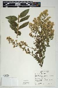 Solidago wrightii image