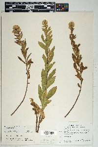 Solidago wrightii image