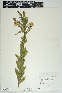 Solidago wrightii image