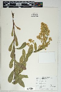 Solidago wrightii image