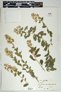 Solidago wrightii image