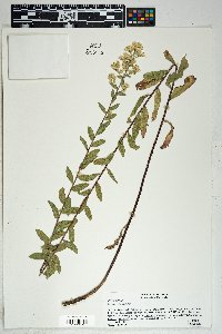 Solidago wrightii image