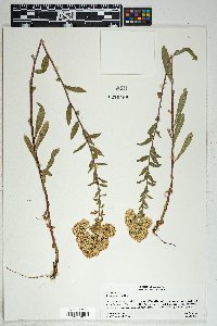 Solidago wrightii image