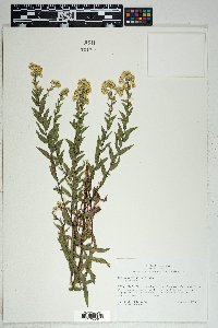 Solidago wrightii image