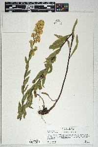 Solidago wrightii image