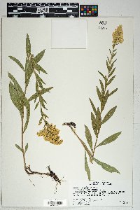 Solidago wrightii image