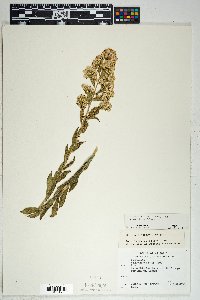 Solidago wrightii image