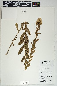 Solidago wrightii image