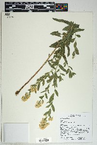 Solidago wrightii image