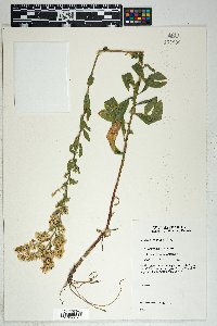 Solidago wrightii image