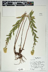 Solidago wrightii image