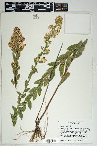 Solidago wrightii image