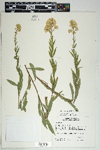 Solidago wrightii image