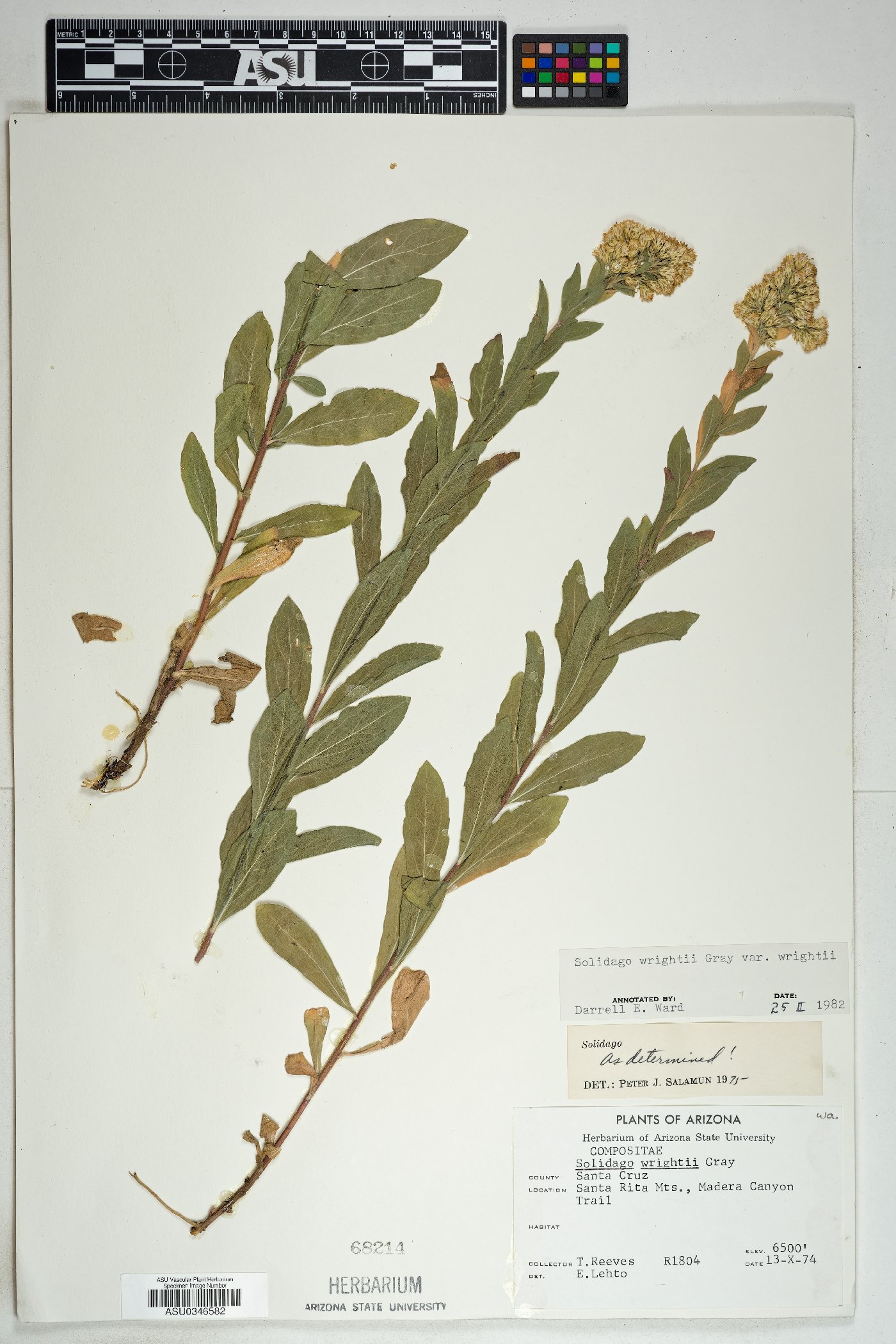 Solidago wrightii var. wrightii image