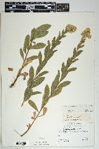 Solidago wrightii image