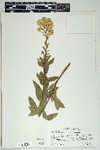 Solidago wrightii image