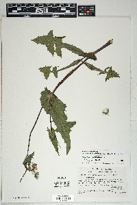 Sonchus oleraceus image